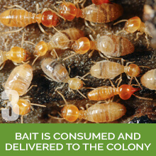 Waco Texas Termite Control