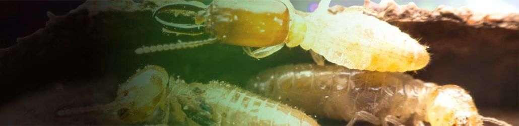 Waco termite-control