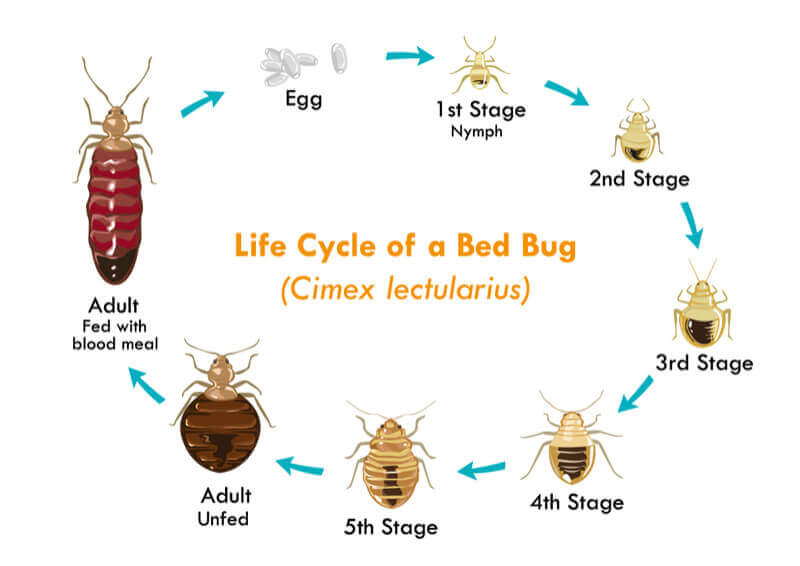 Waco Bed bugs