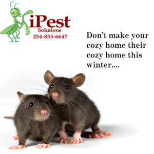 waco_texas_rodent_control_pest_control