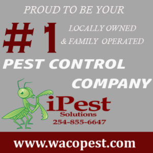 waco_texas_pest_control_#1 pest control