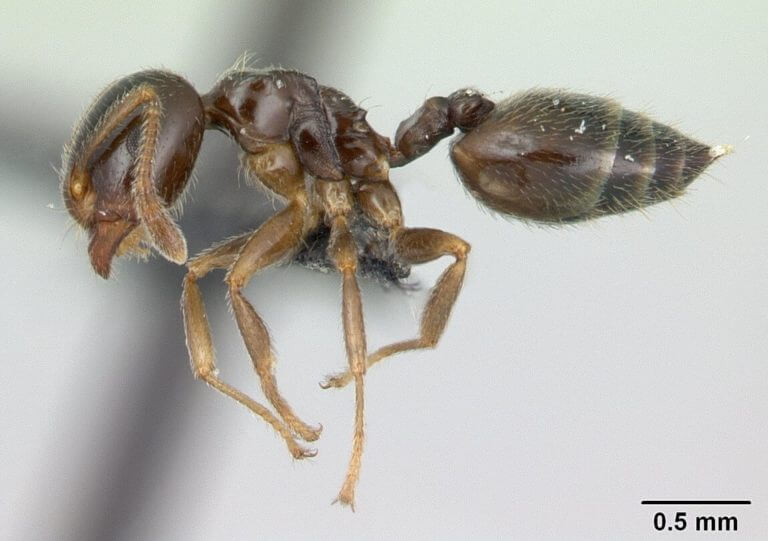Waco Ant Control