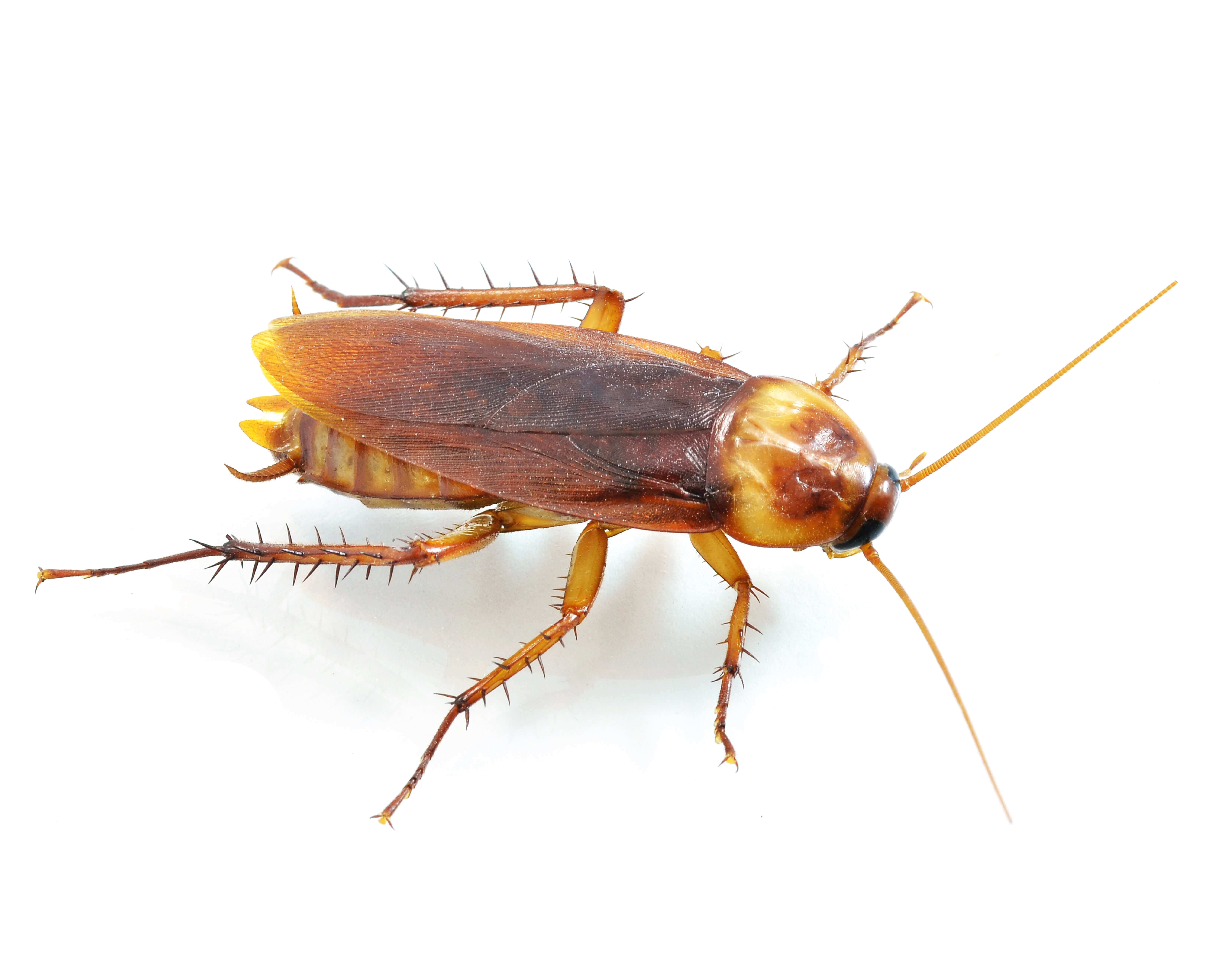 Waco Roach Control