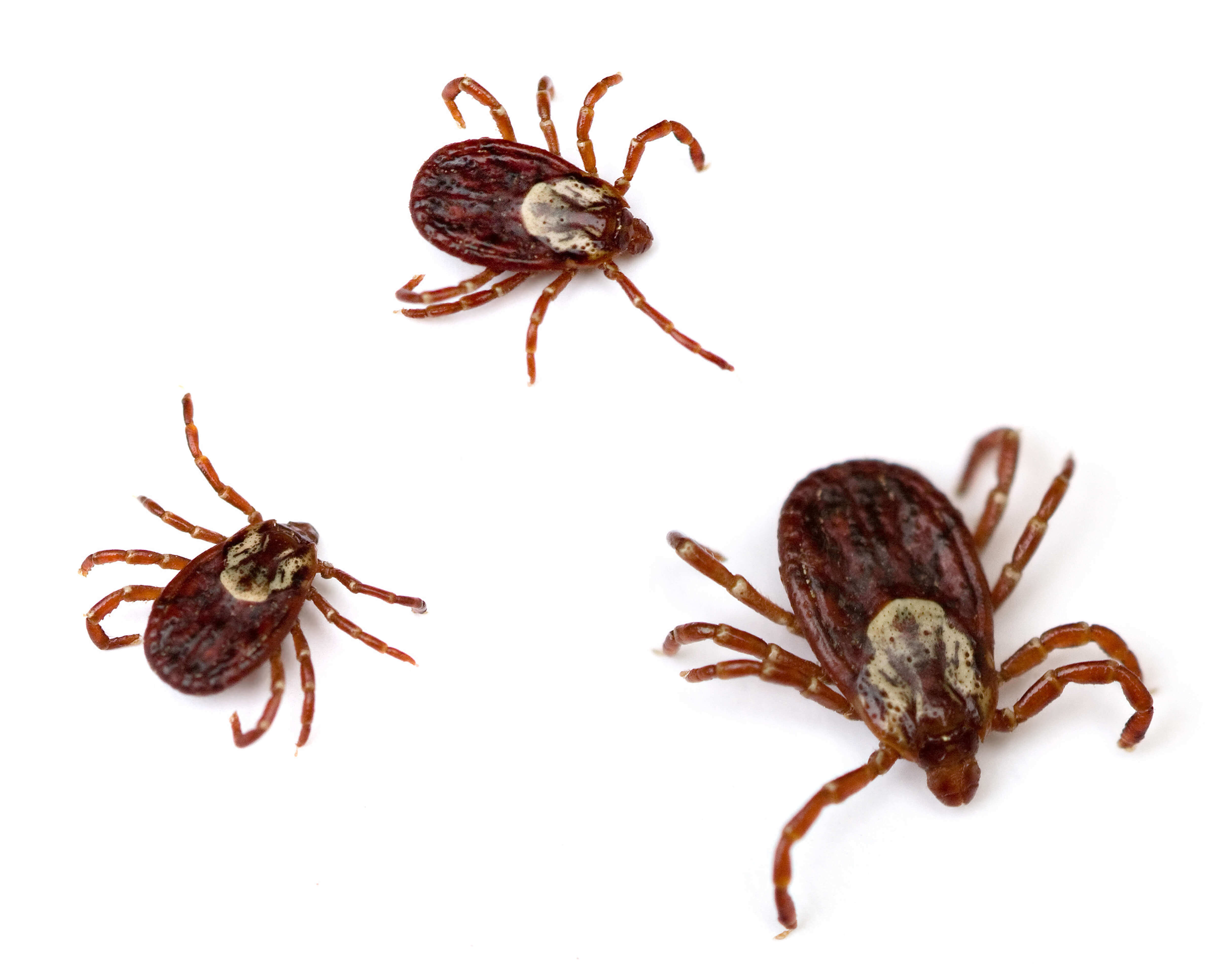 Waco Flea & Tick Control