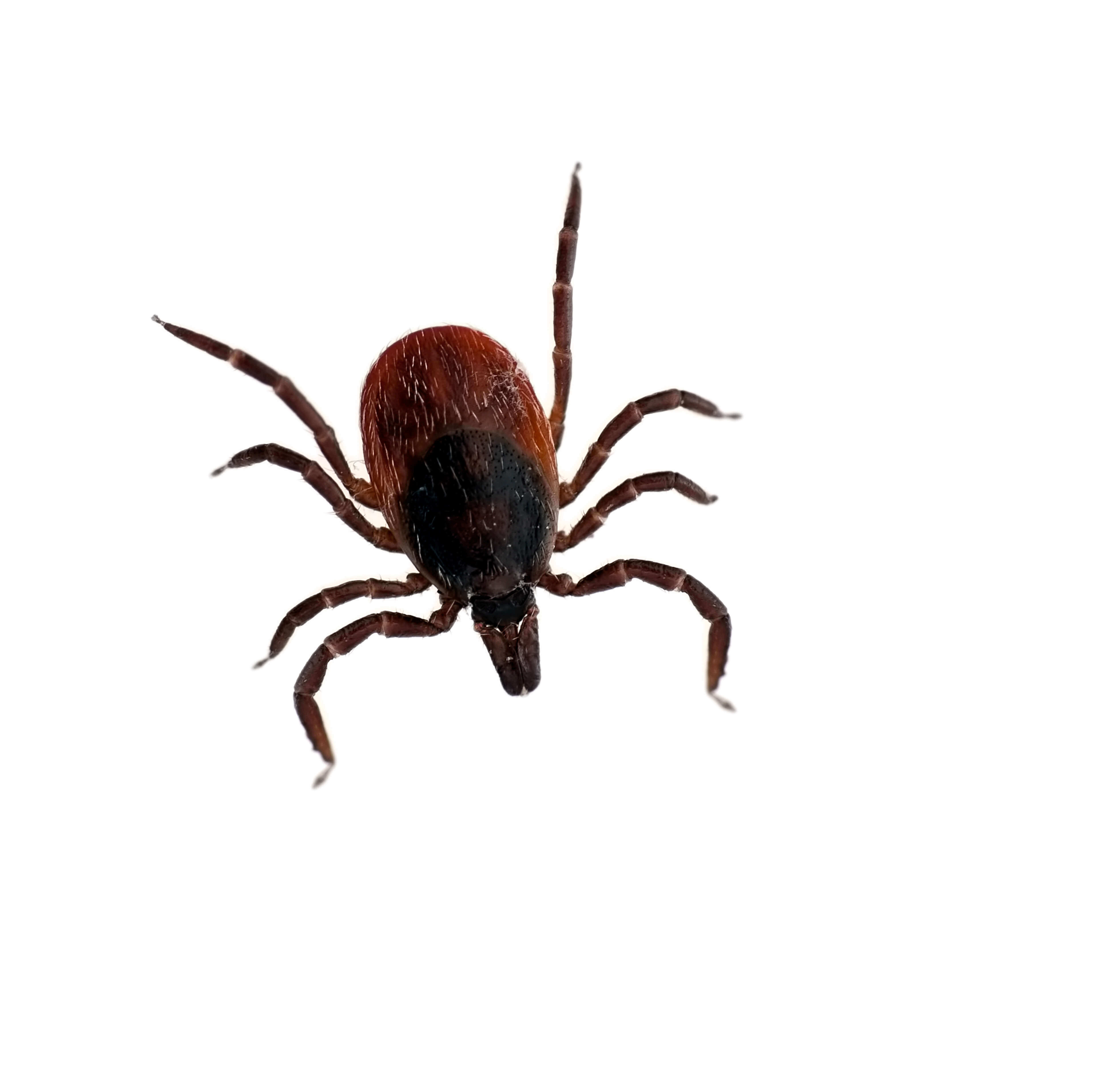 Waco Flea & Tick Control