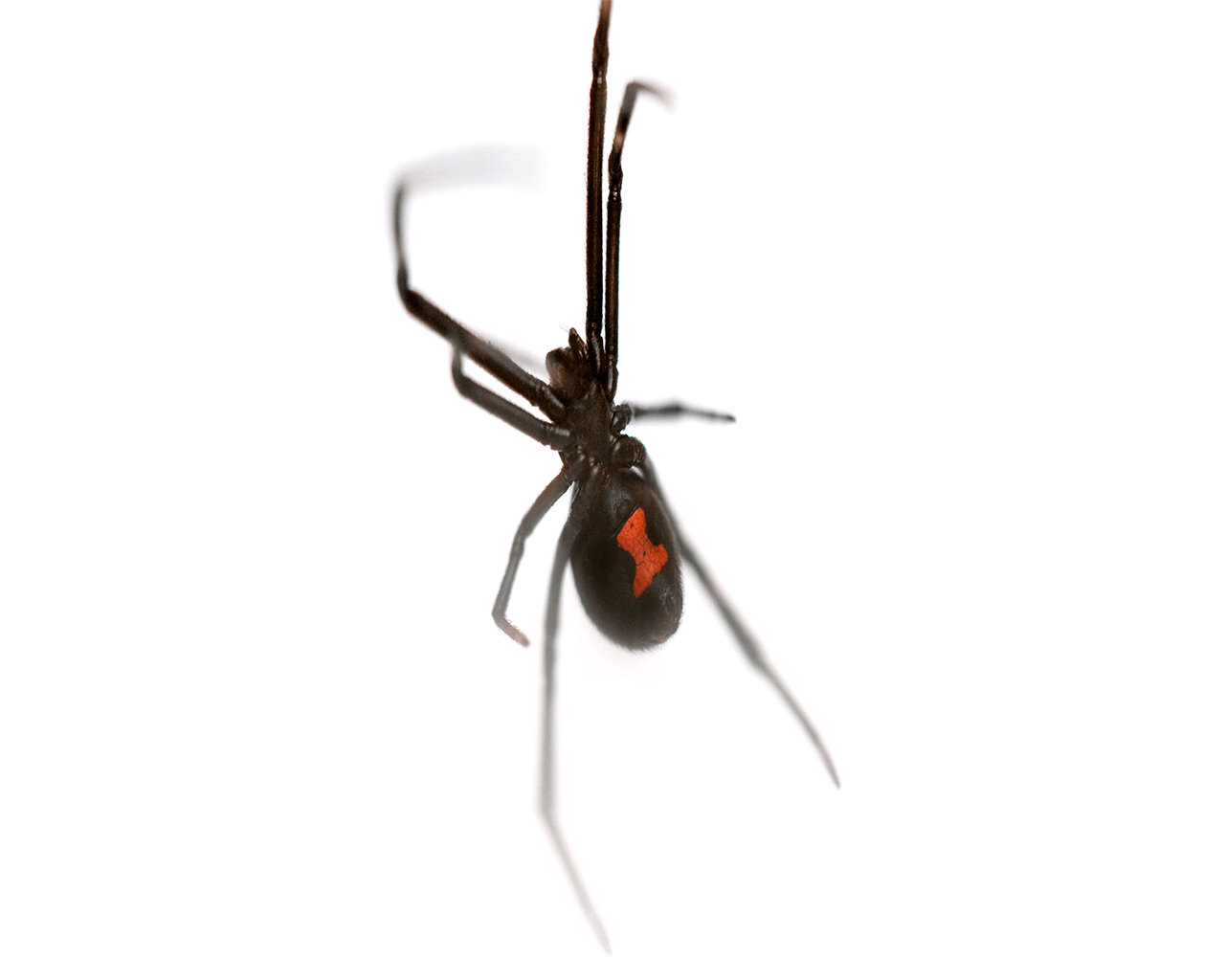 Waco Spider Control