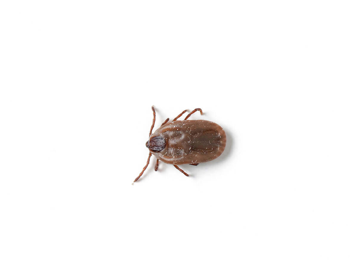 Waco Flea & Tick Control