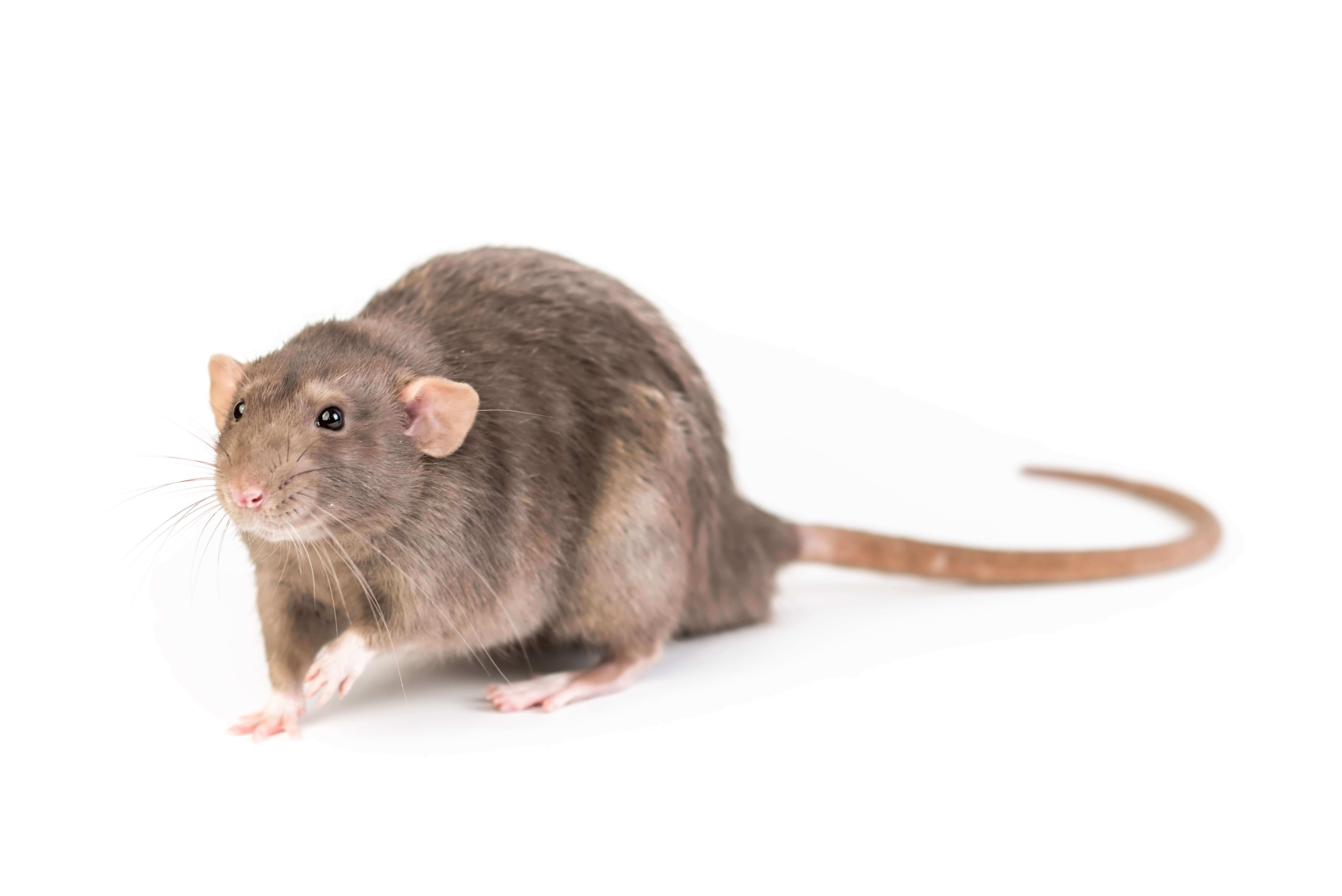Waco Rat Control