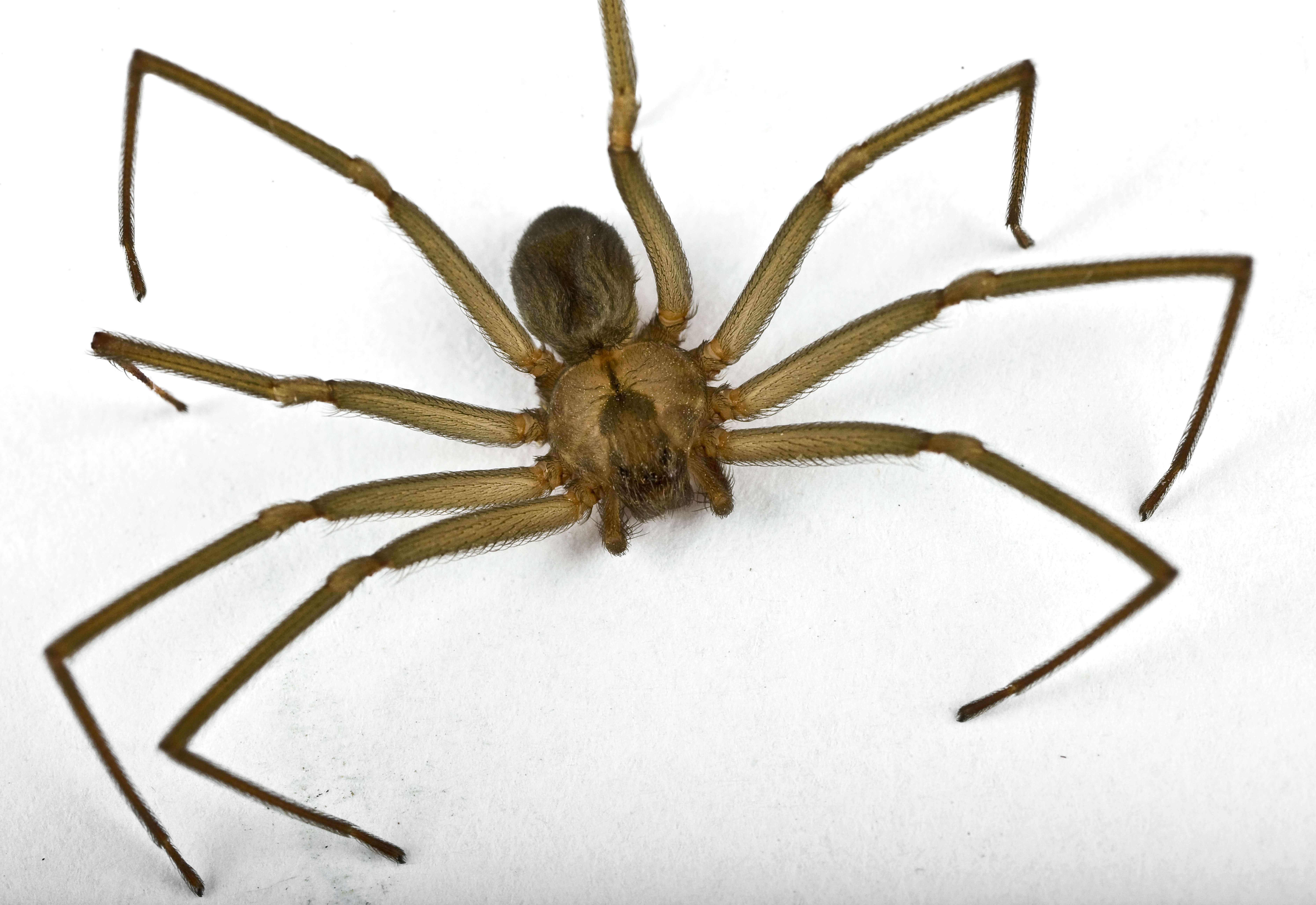 Waco Spider Control