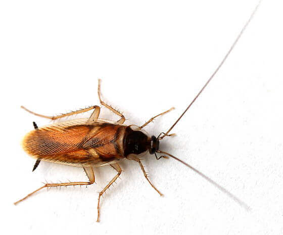 Waco Roach Control