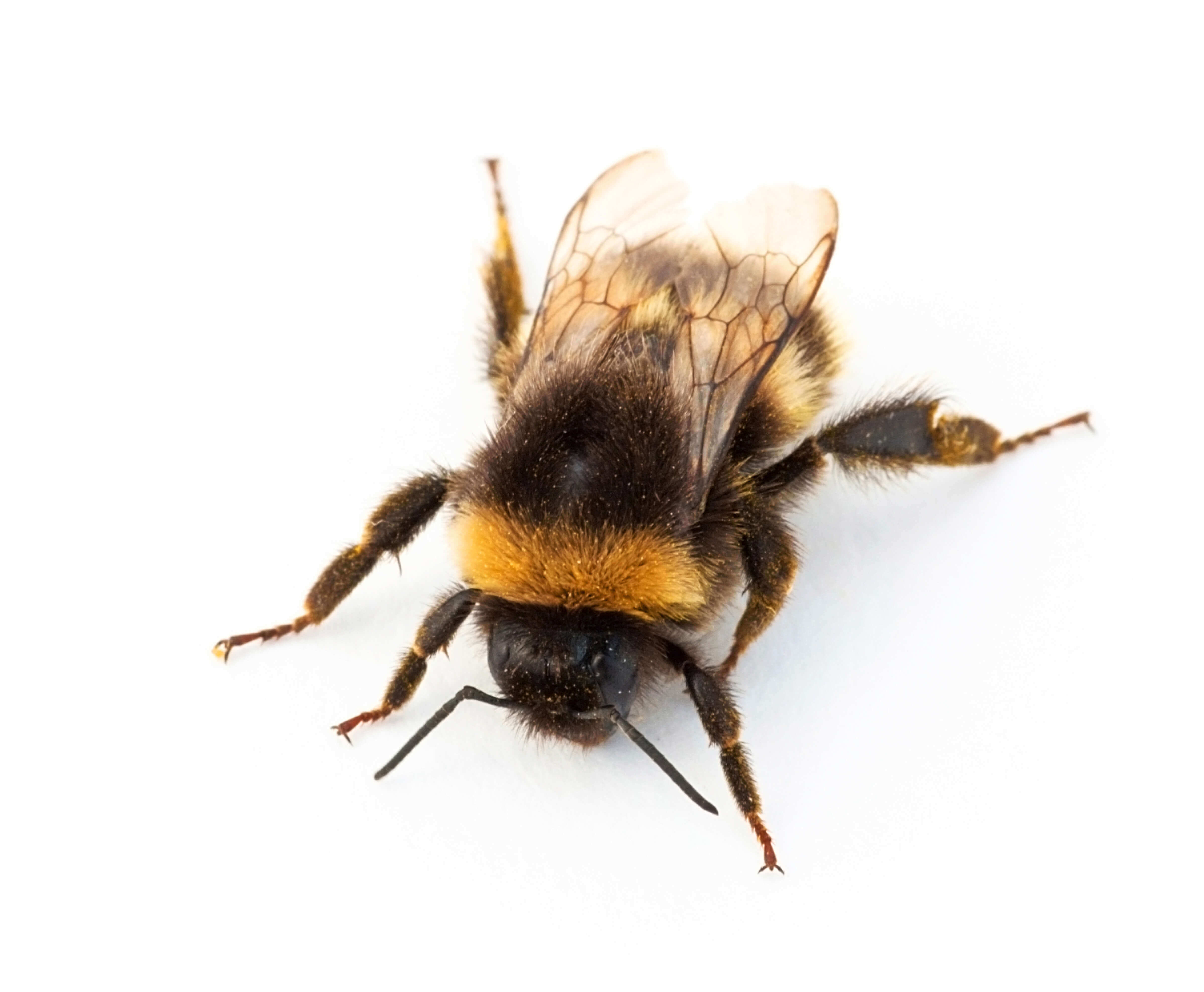 Waco Bee Removal