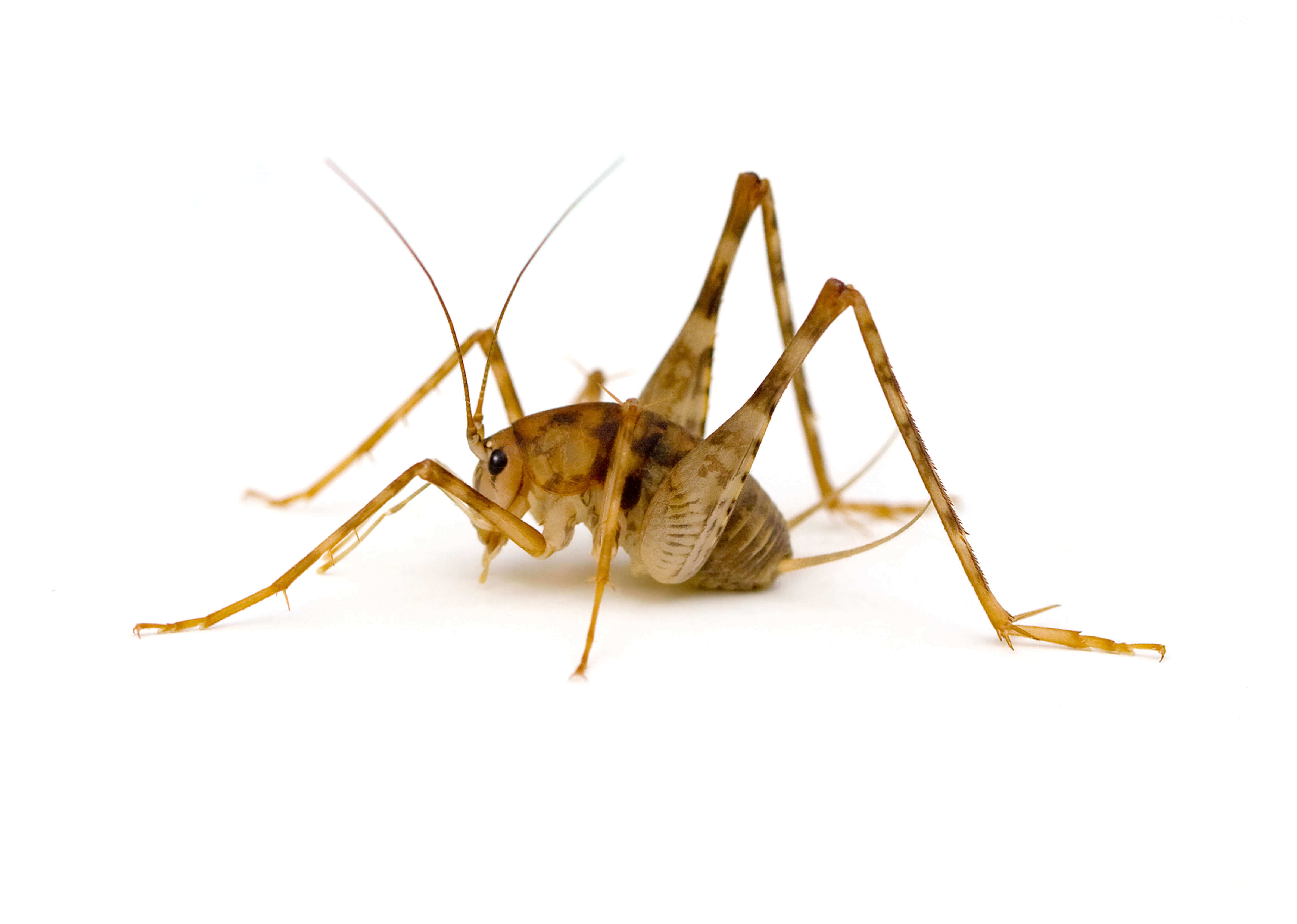 Waco Cricket Control