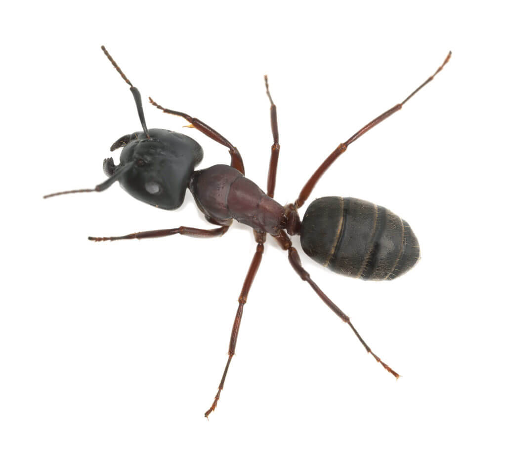 Waco Ant Control