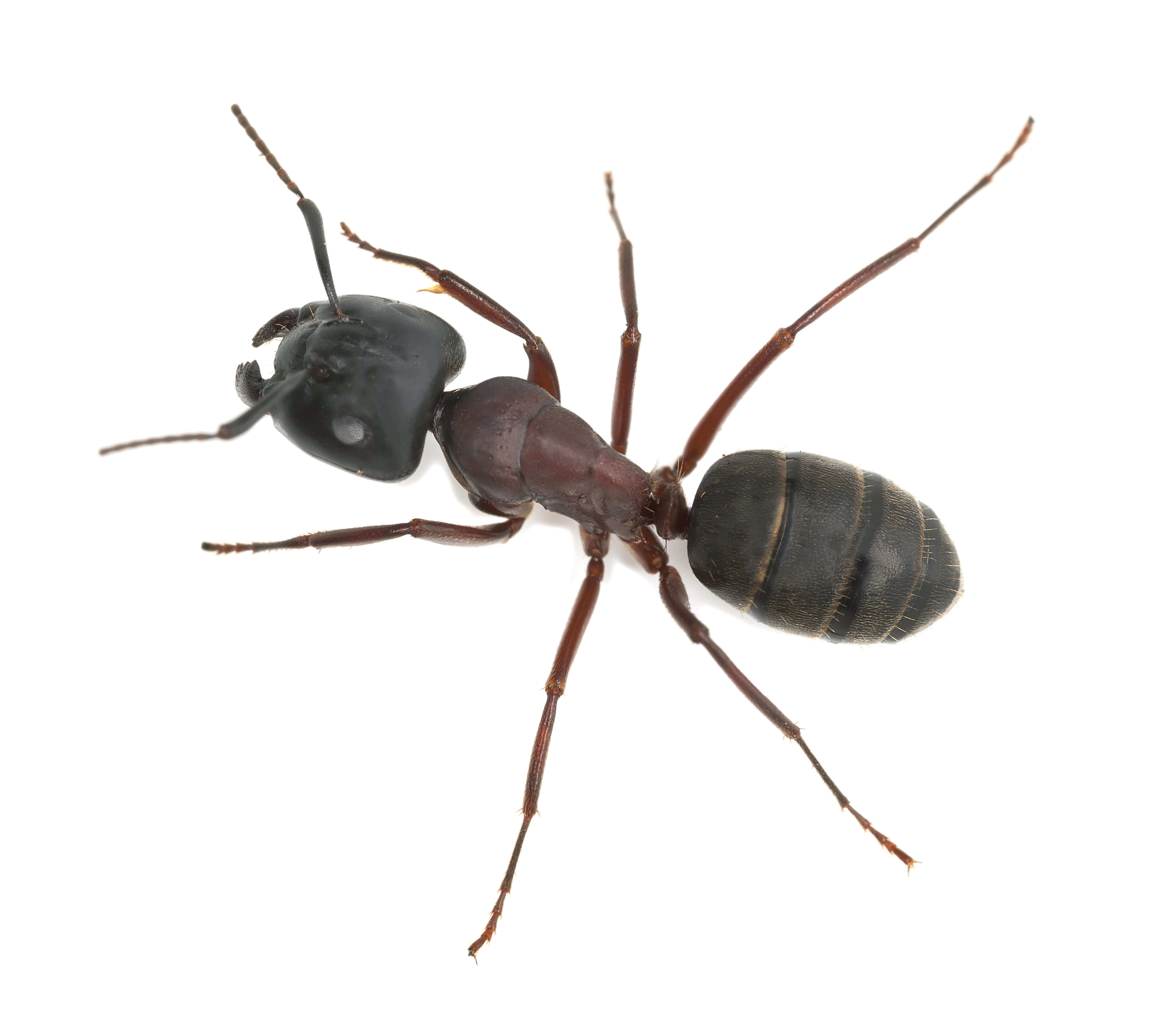Waco Ant Control