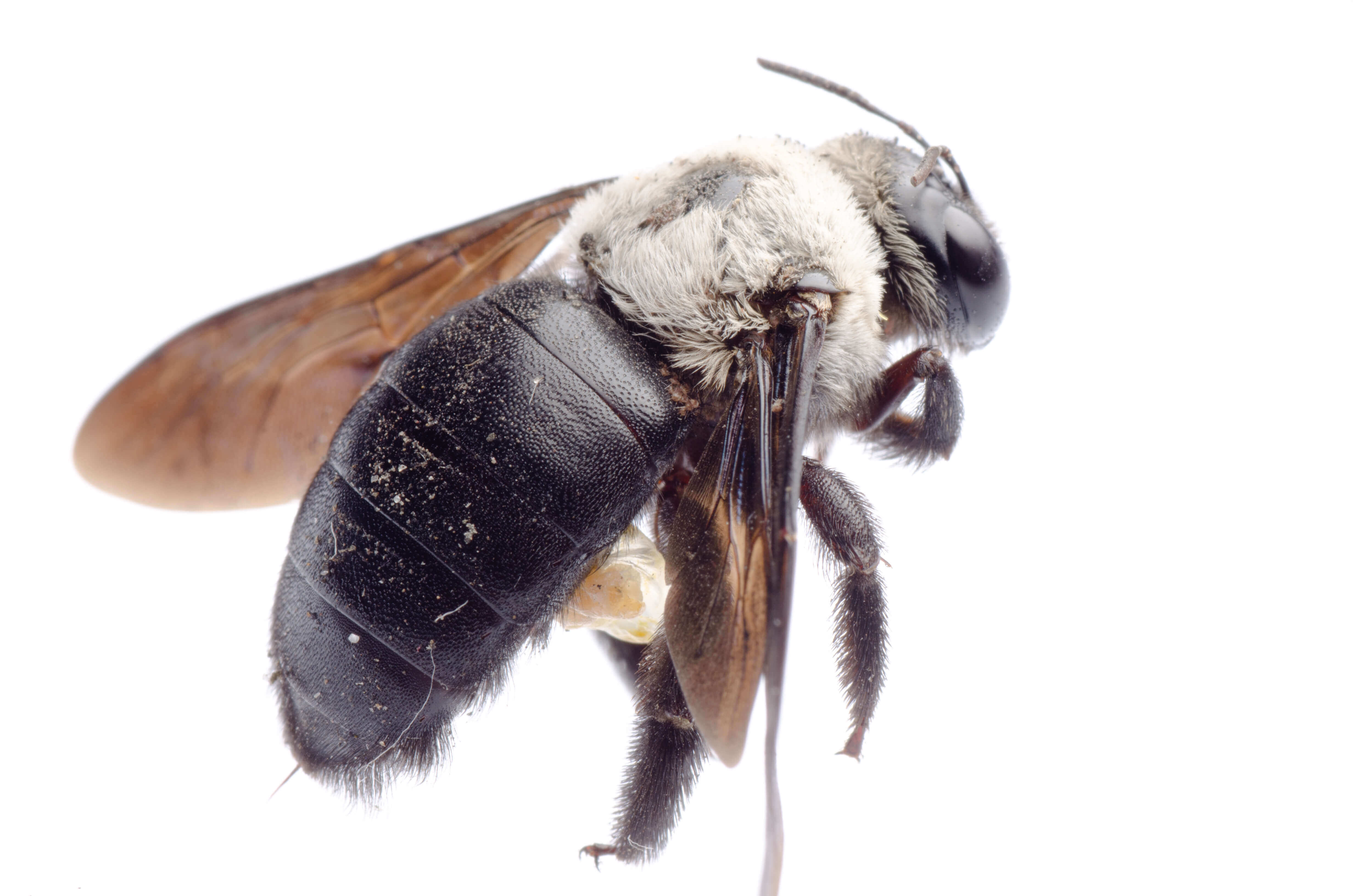 Waco Bee Removal