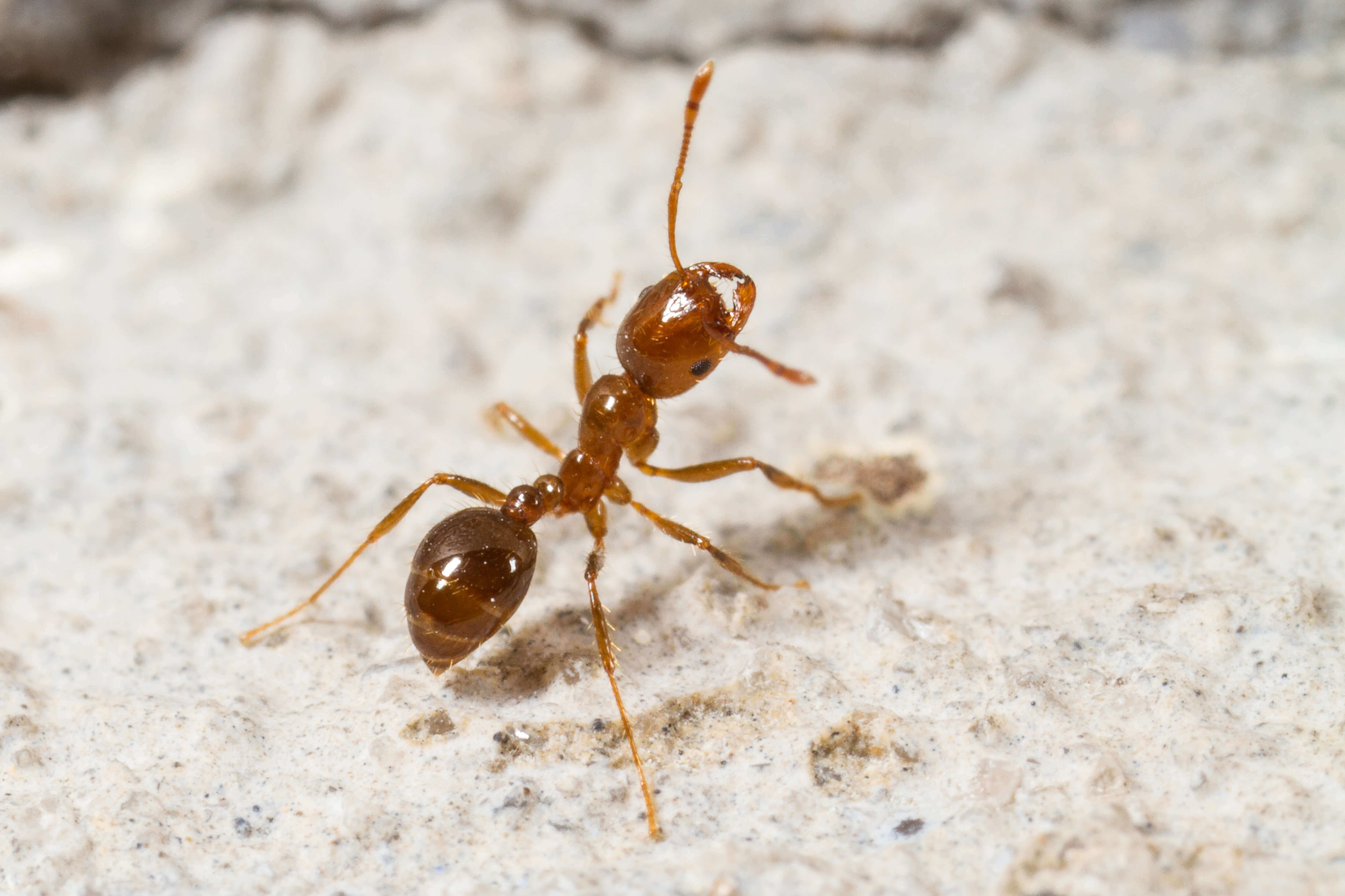 Waco Fire Ant Control