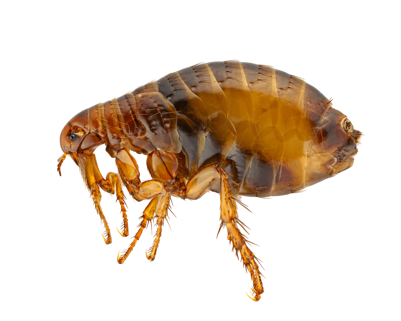 Waco Flea & Tick Contron