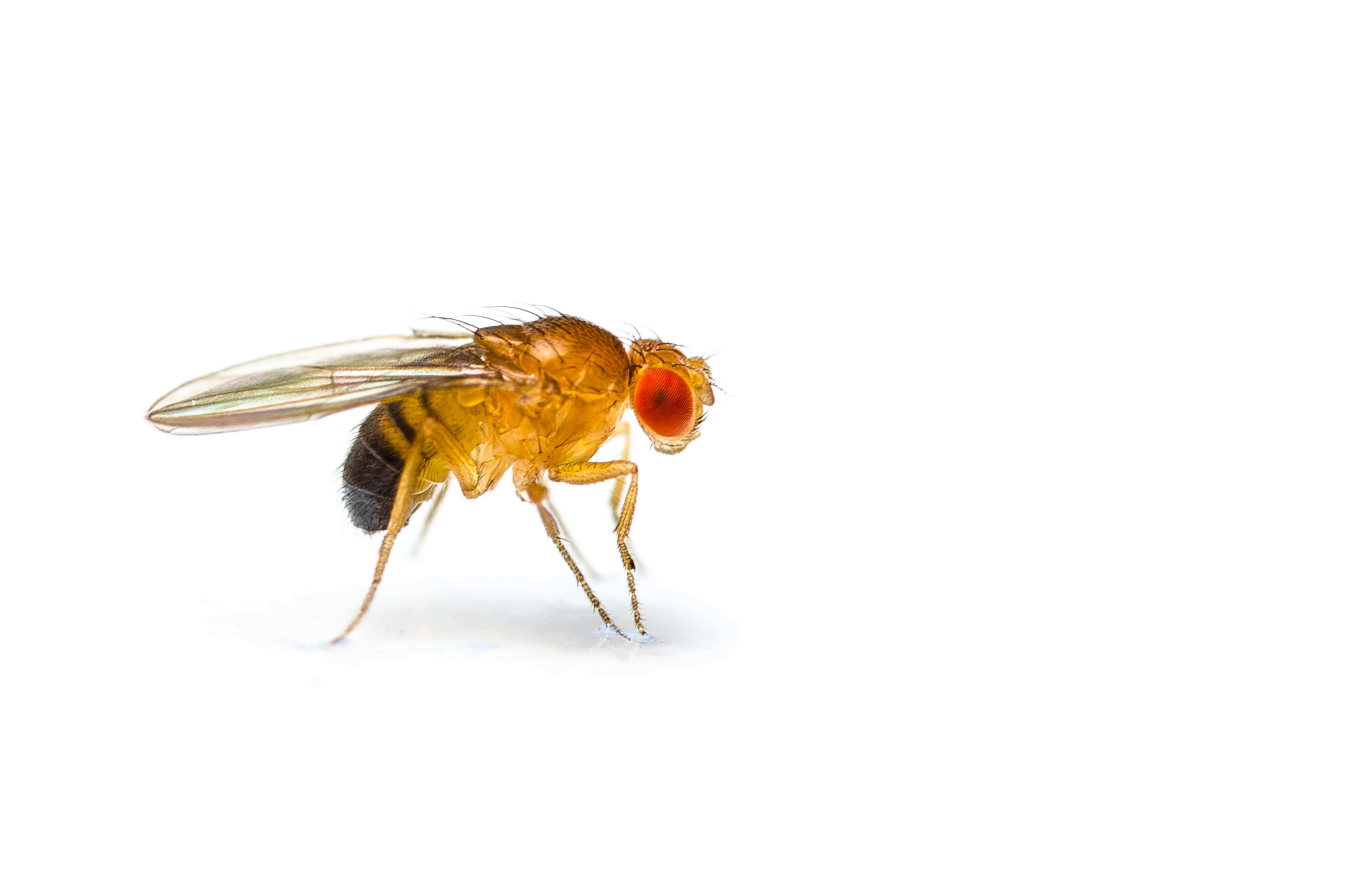 Waco Fly Control