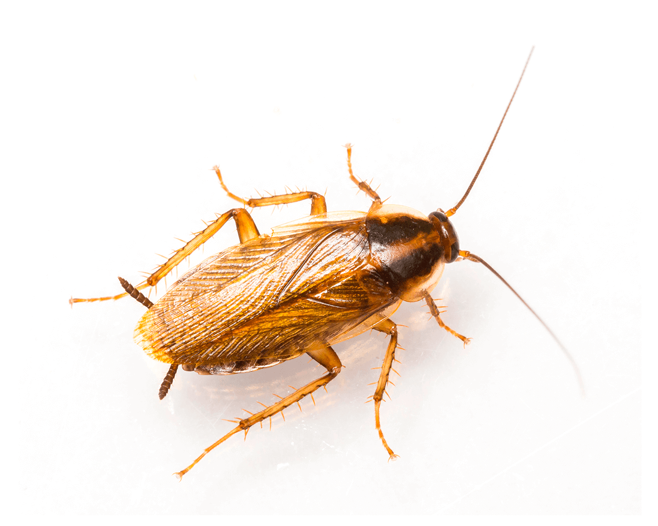 Waco Roach Control