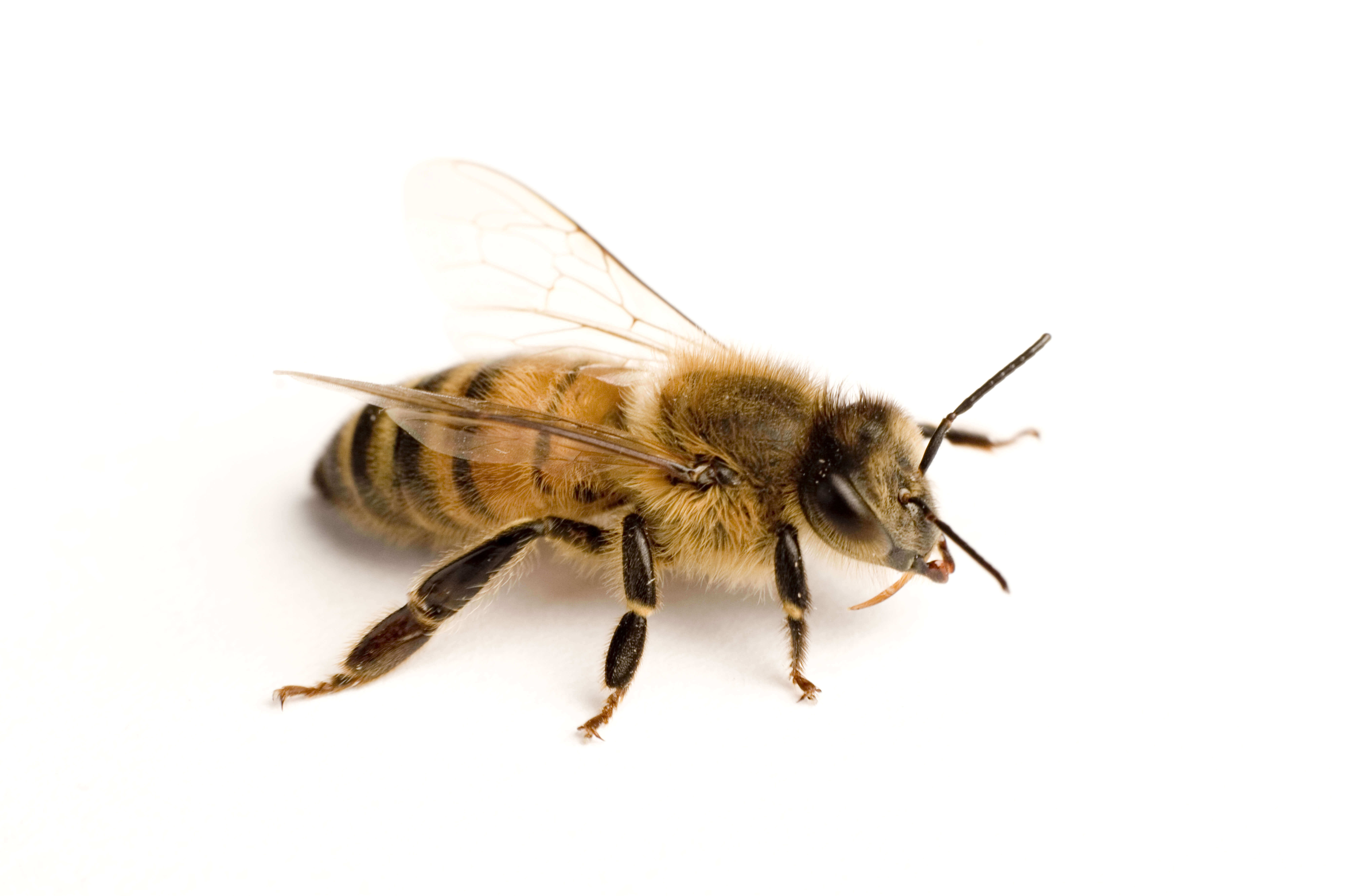 Waco Bee Removal