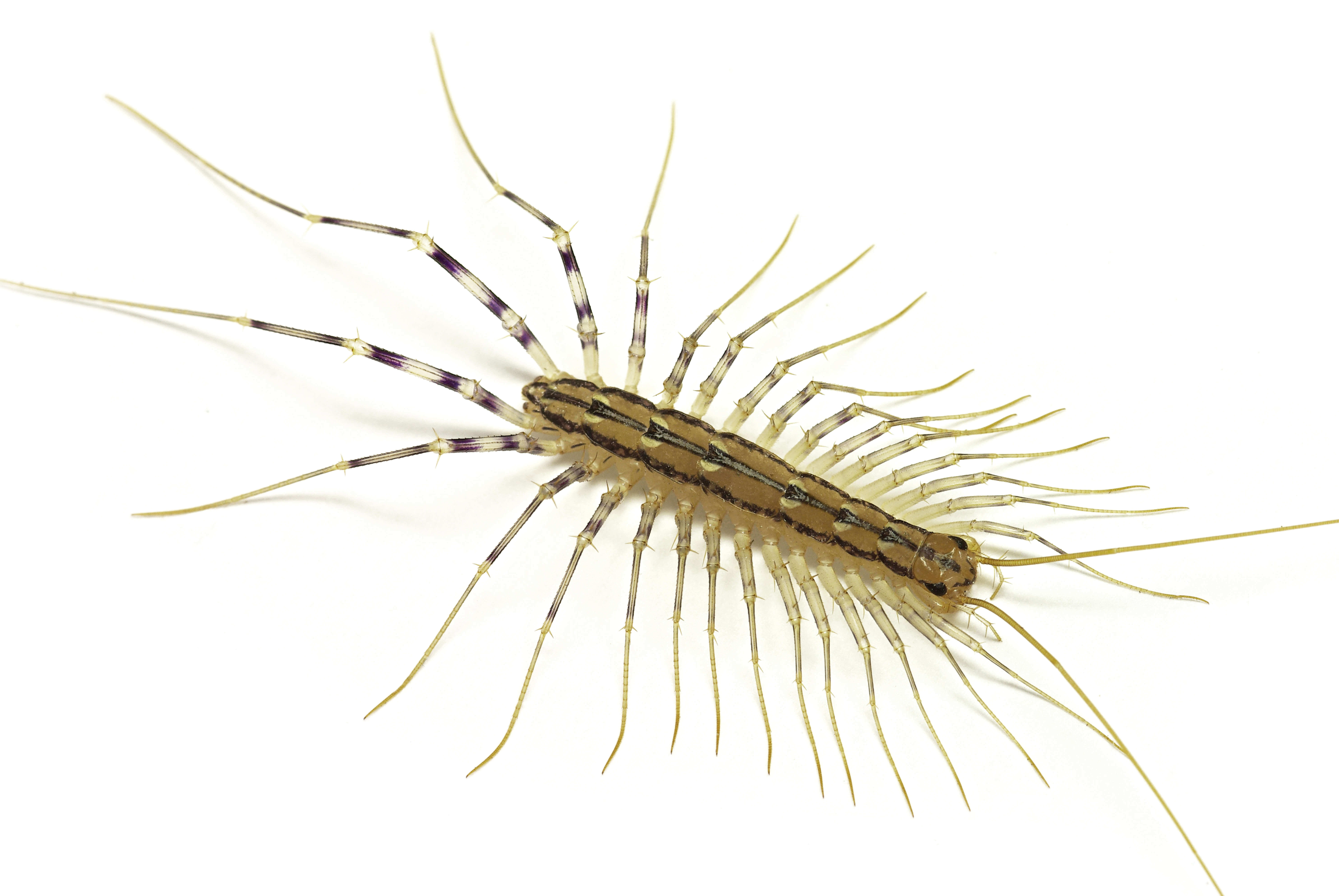 Waco Centipede Control