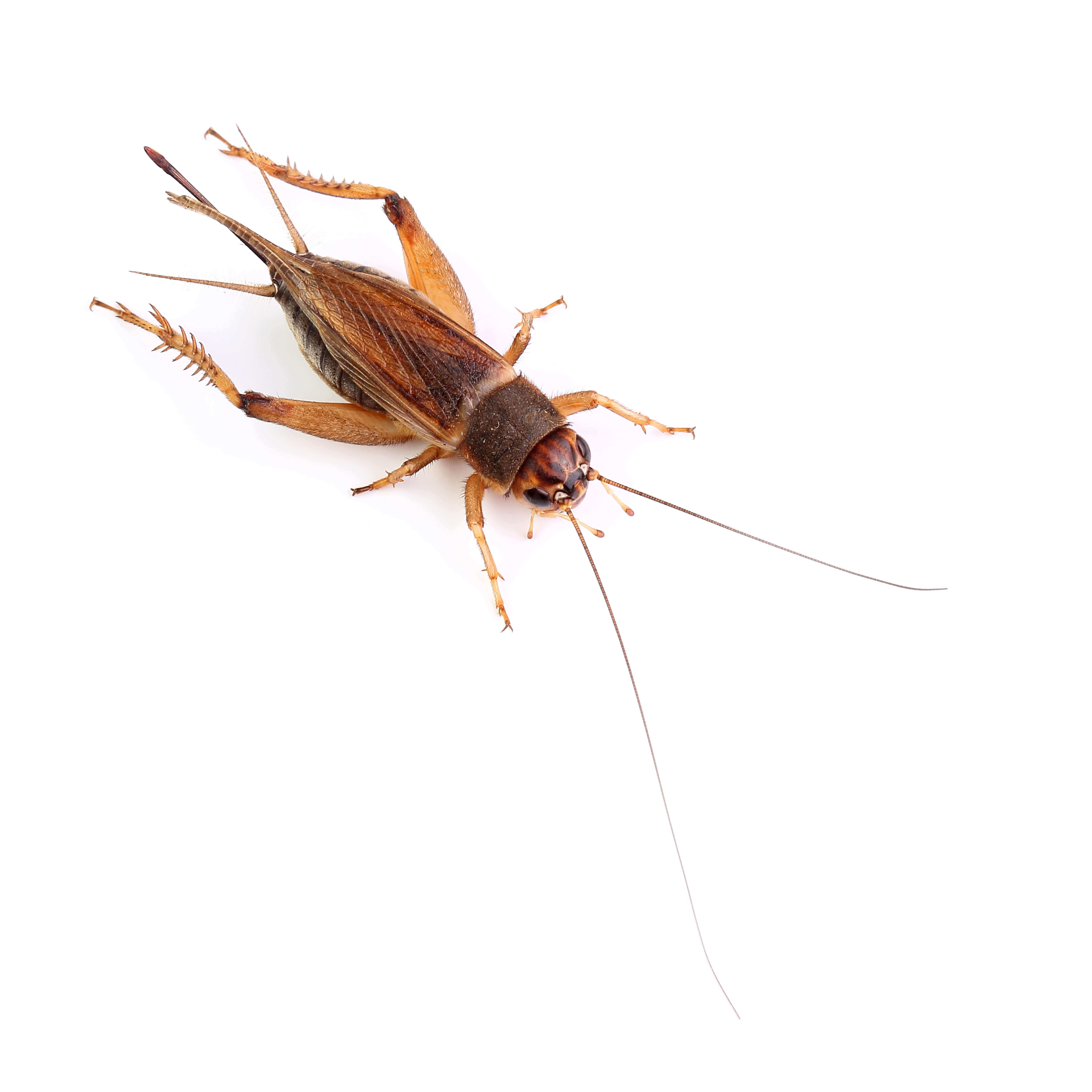 Waco Cricket Control
