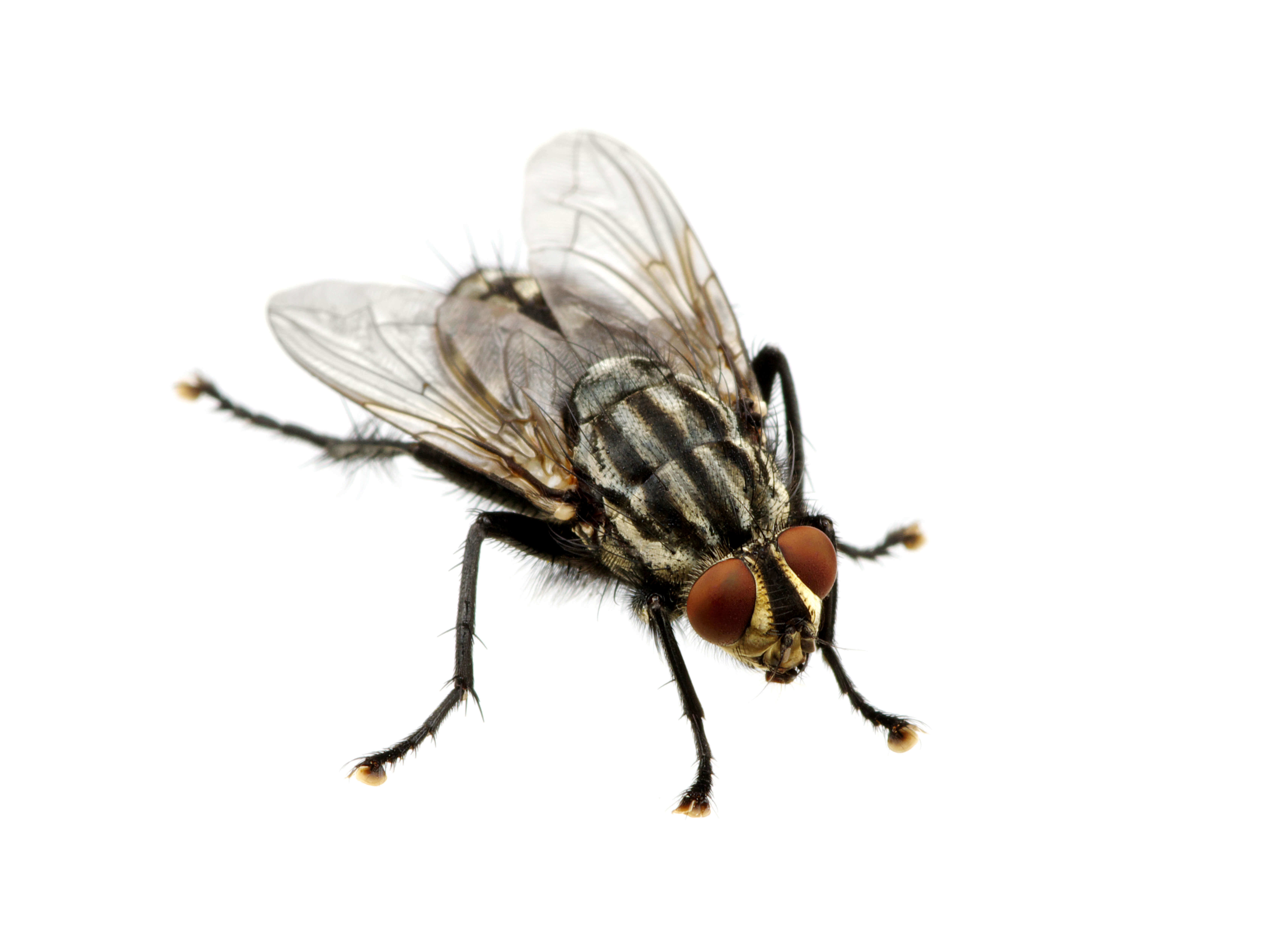 Waco Fly Control
