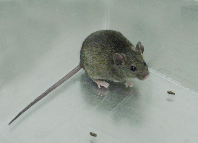 House Mouse