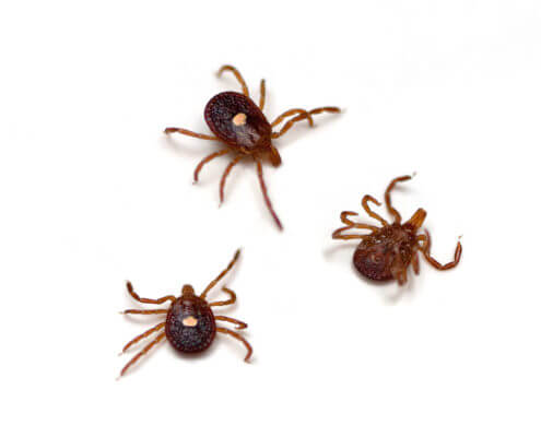 Waco Flea & Tick Control