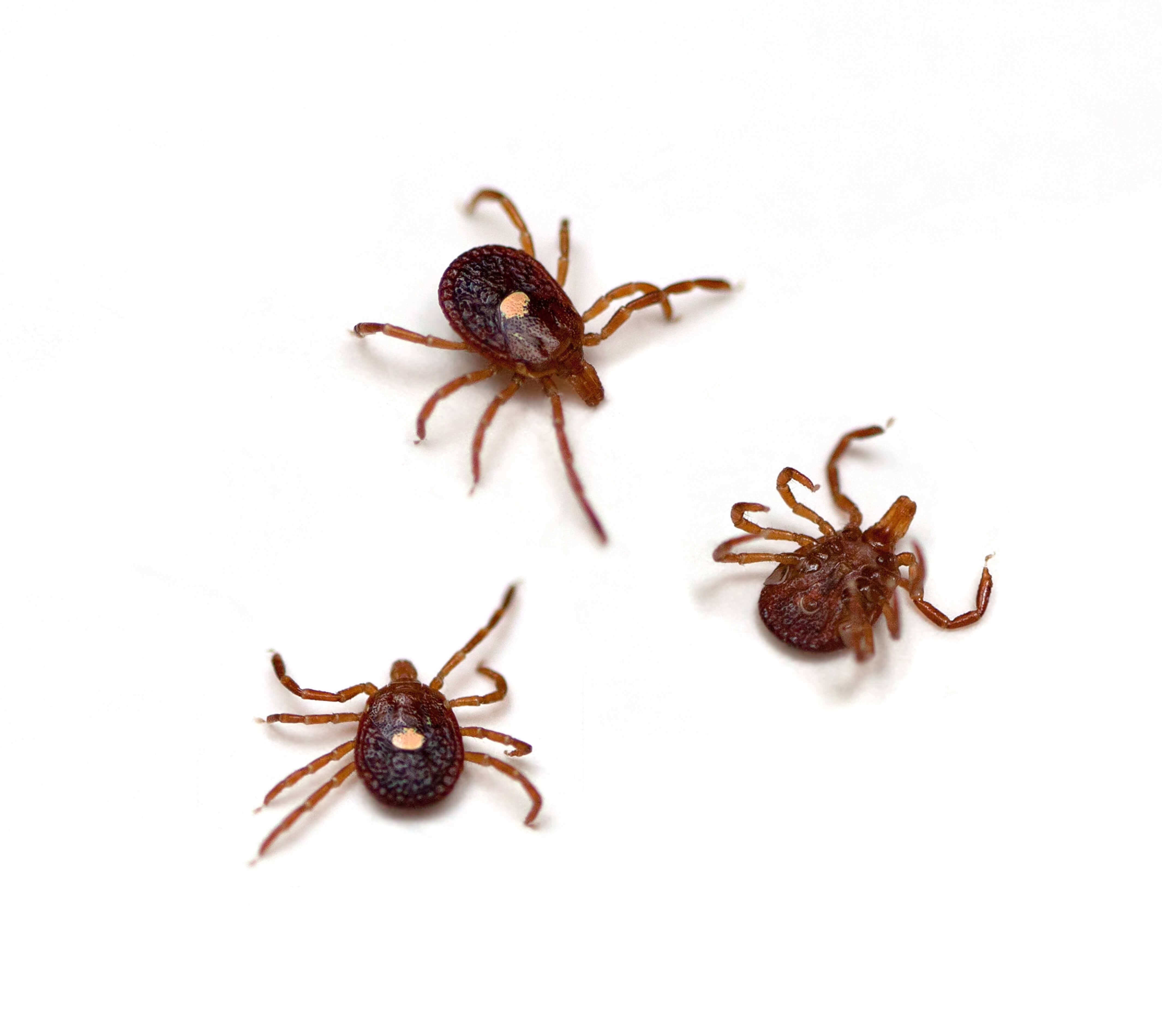 Waco Flea & Tick Control