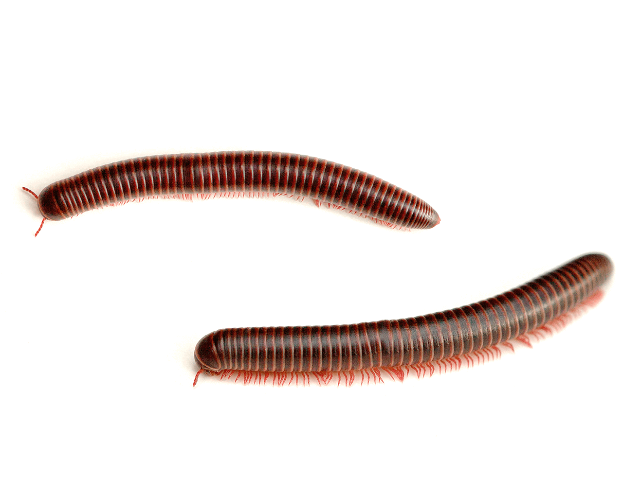 Waco Millipede Control