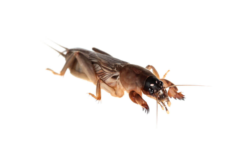 Waco Mole Cricket Control