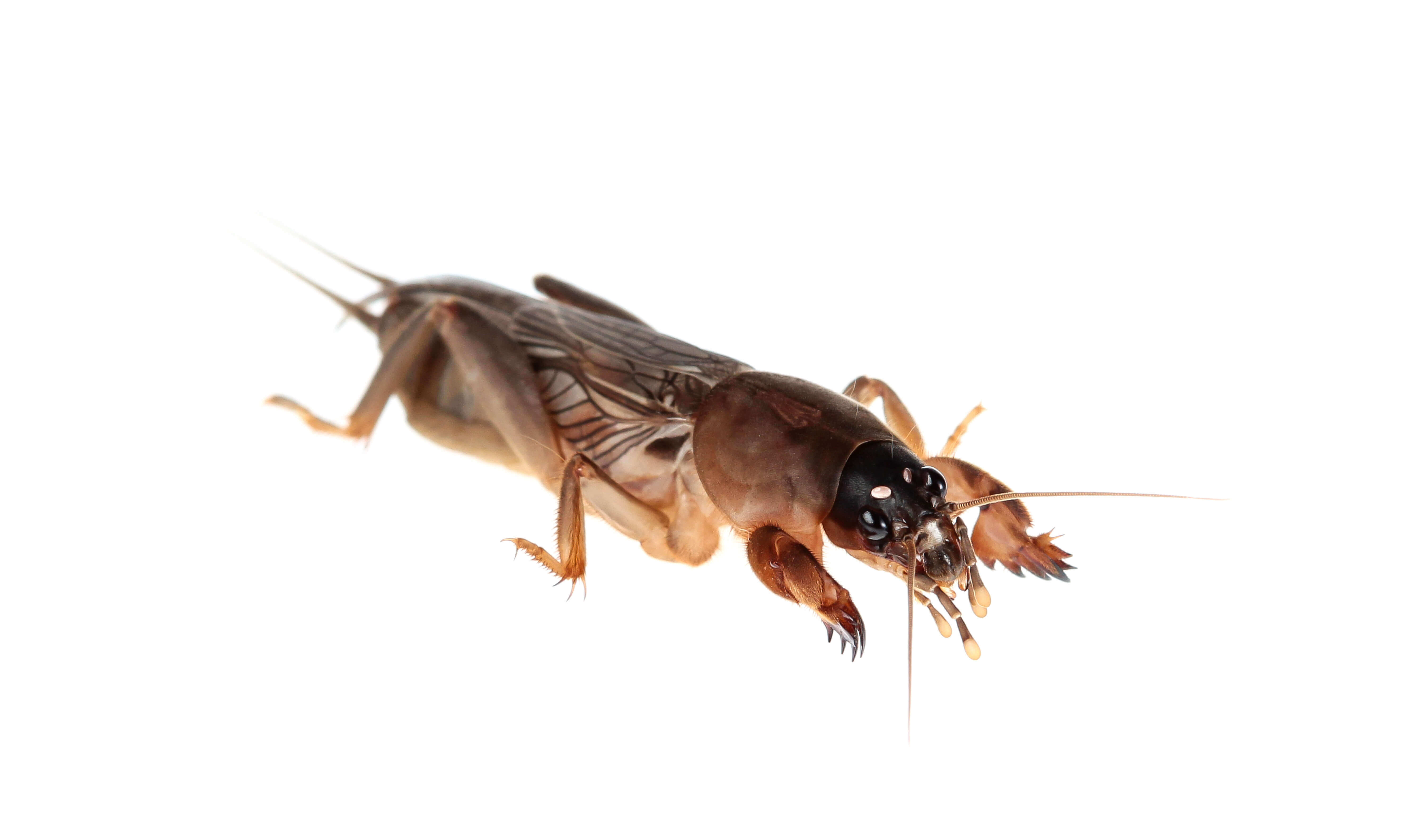 Waco Mole Cricket Control