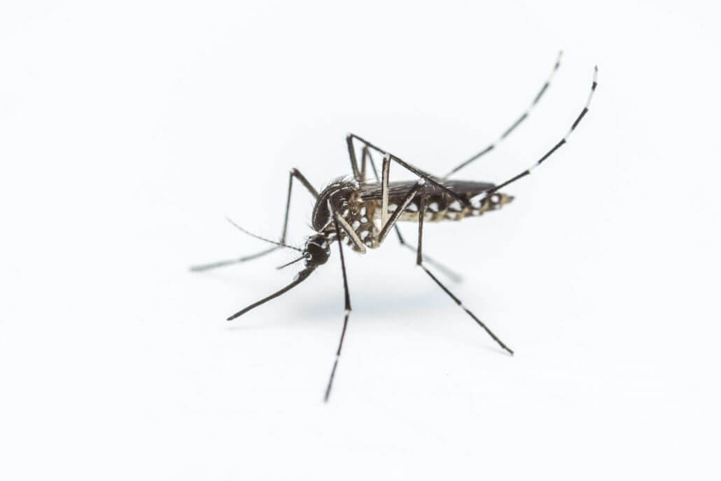 Waco Mosquito Control