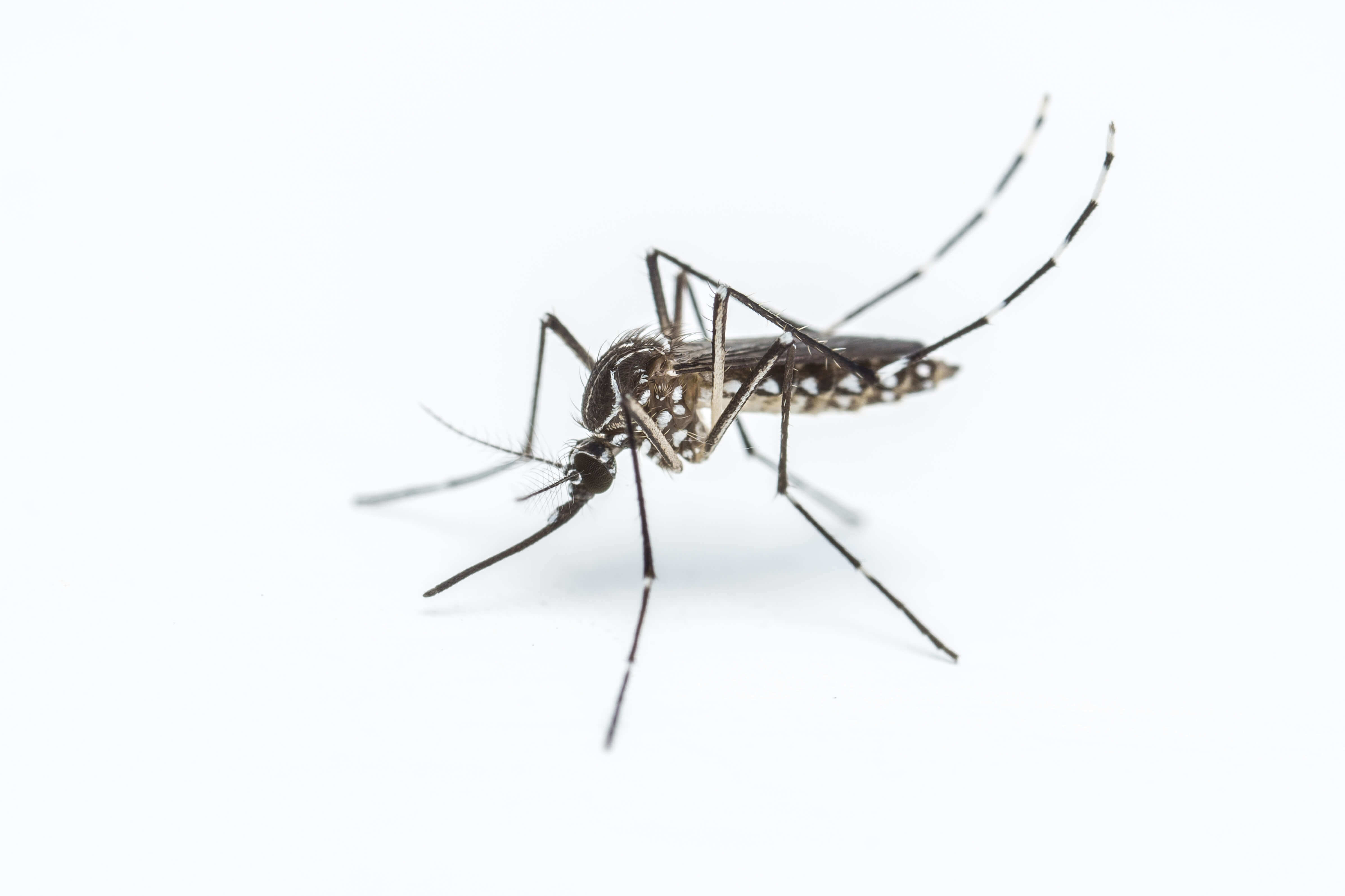 Waco Mosquito Control