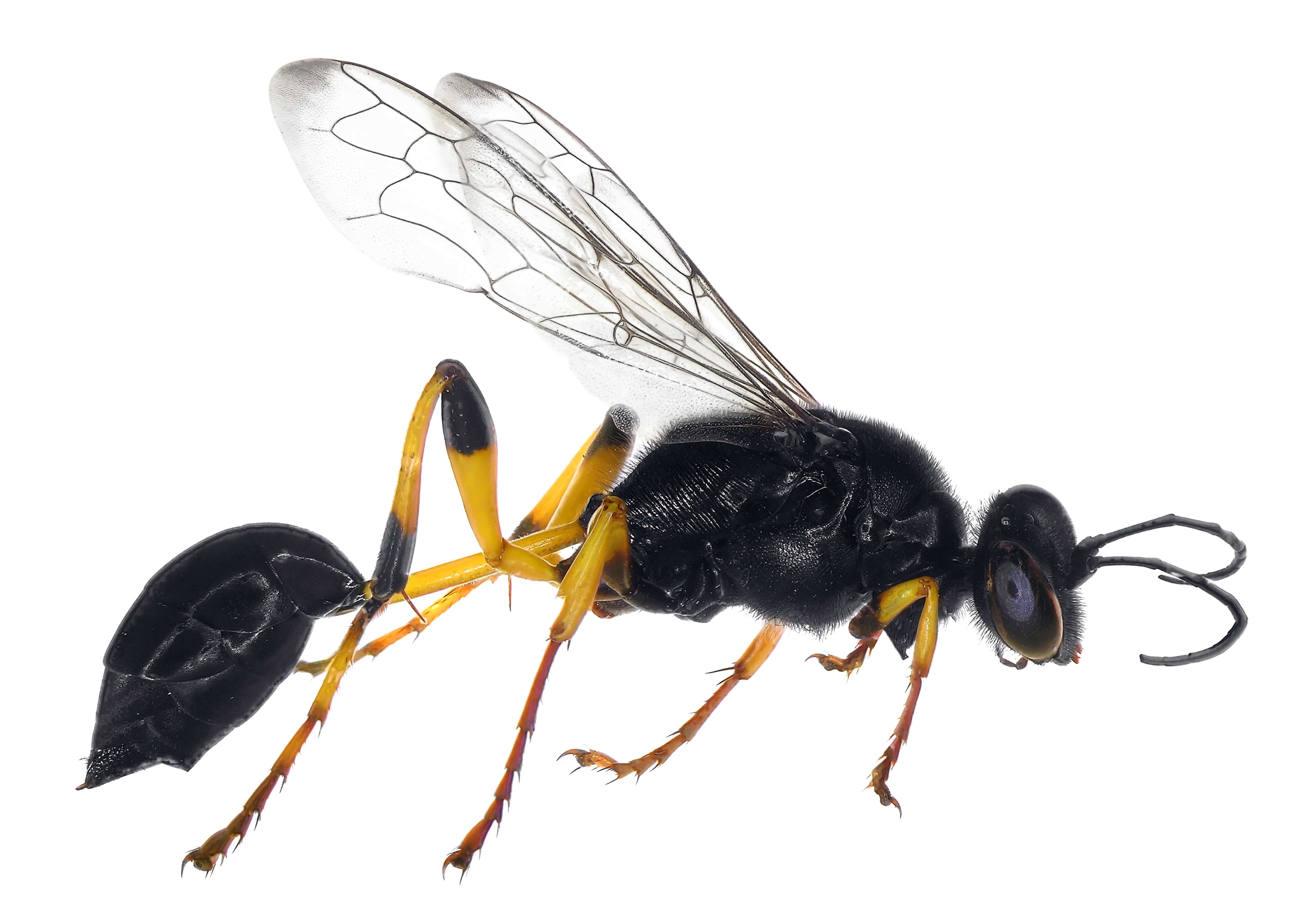 Waco Wasp Control