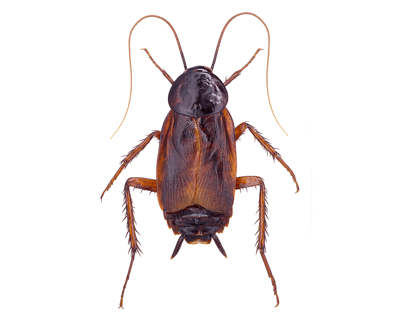 Waco Roach Control