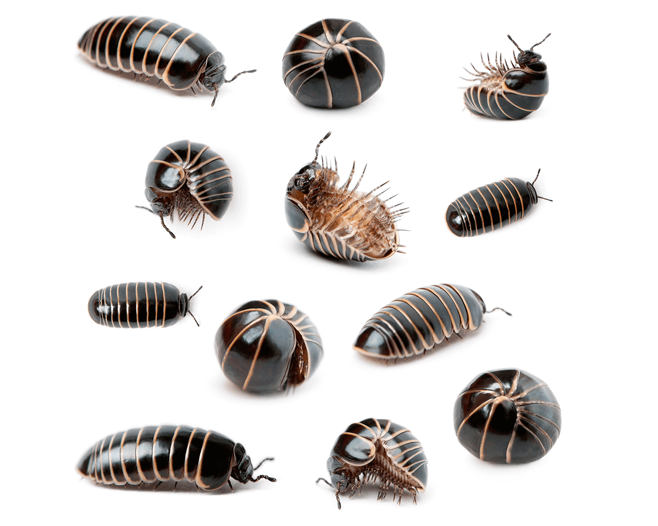 Waco Pill Bug Control