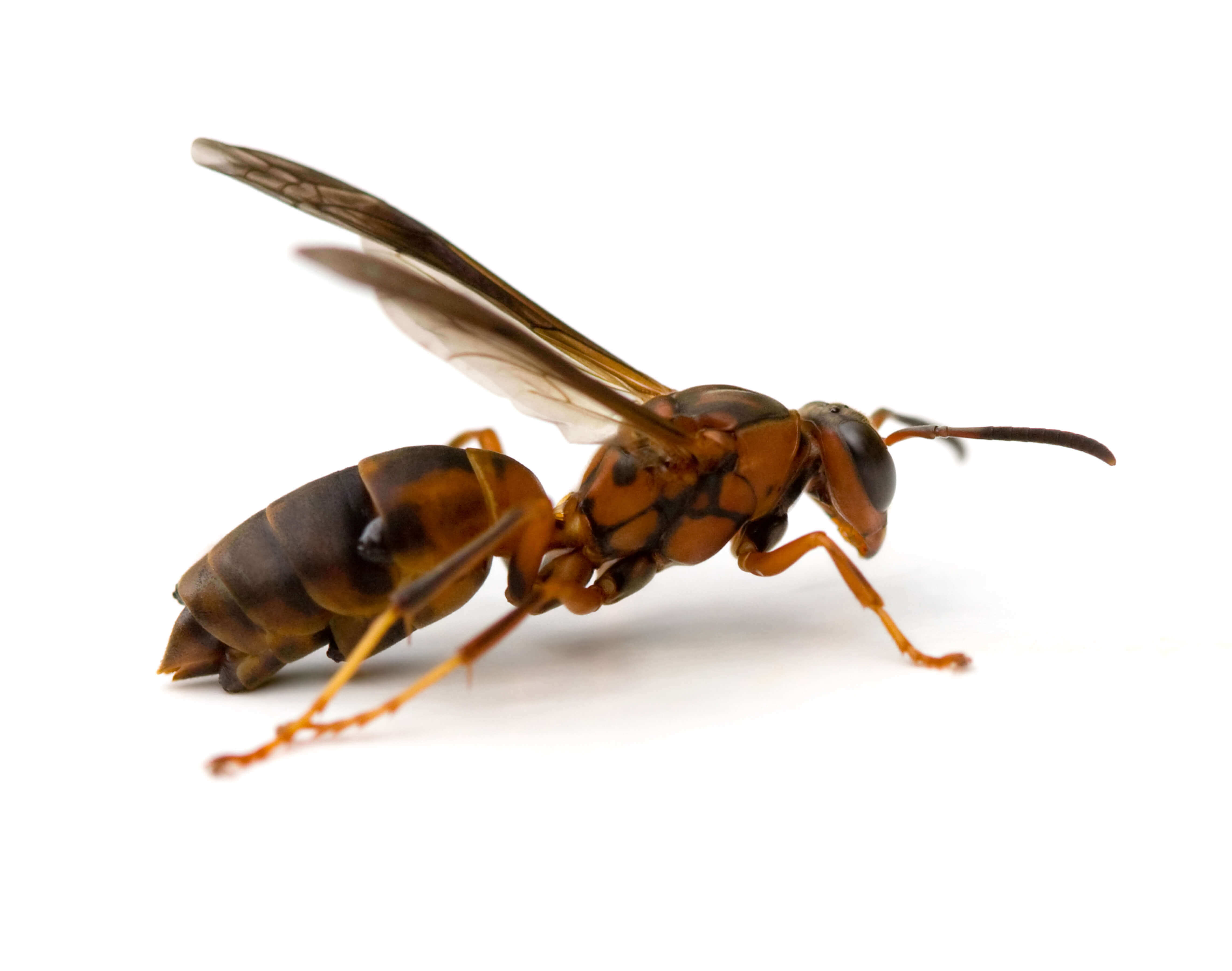 Waco Wasp Control