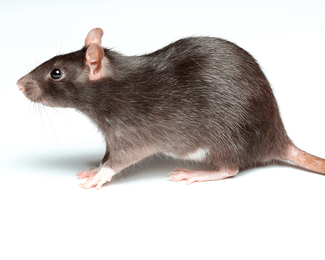 Waco Rat Control