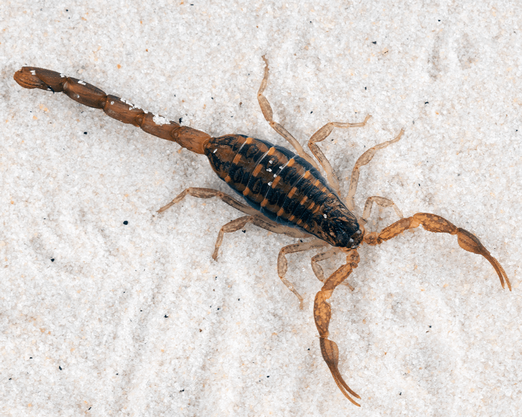 Waco Scorpion Control