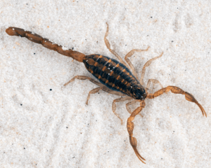 Waco Scorpion Control