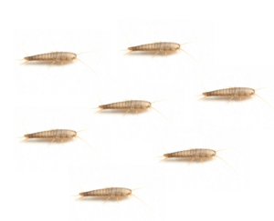 Silverfish