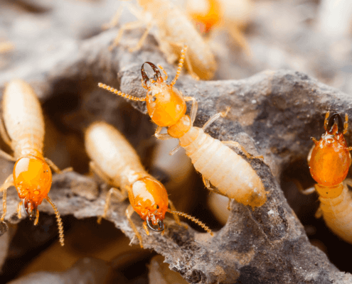 Waco Termite Control