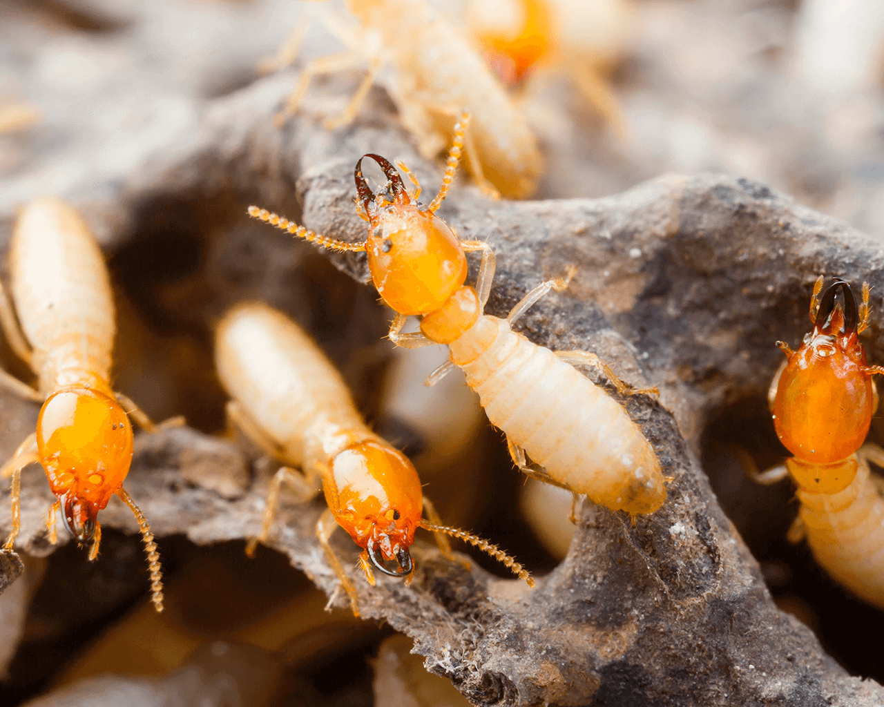 Waco Termite Control