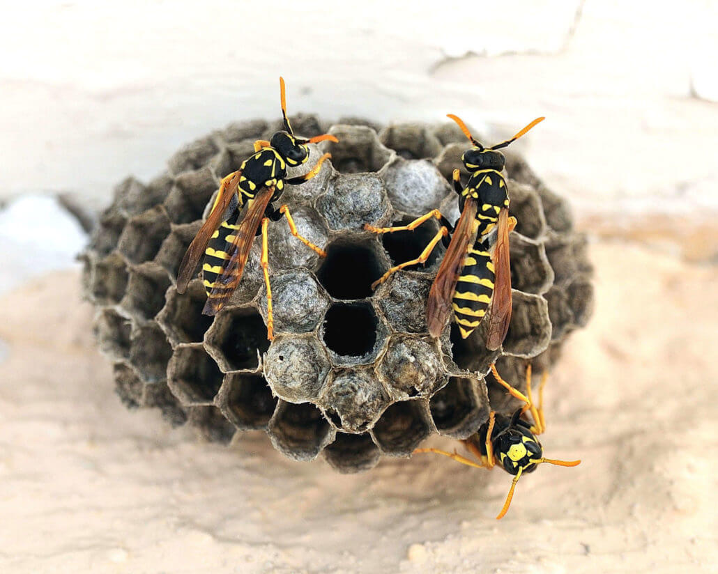 Yellow Jacket Wasps