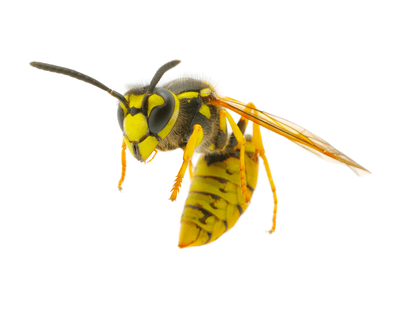 Waco Wasp Control