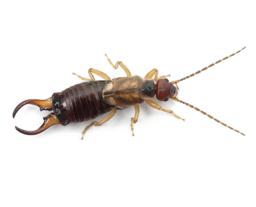 waco earwig cointrol – pest control