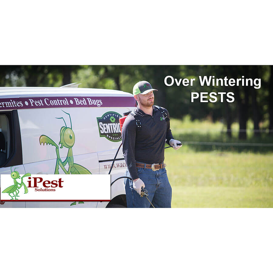 over-wintering-pests-image