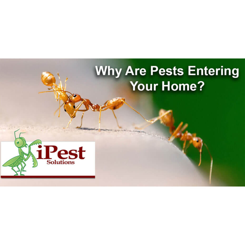 why-are-pests-entering-your-home-featured